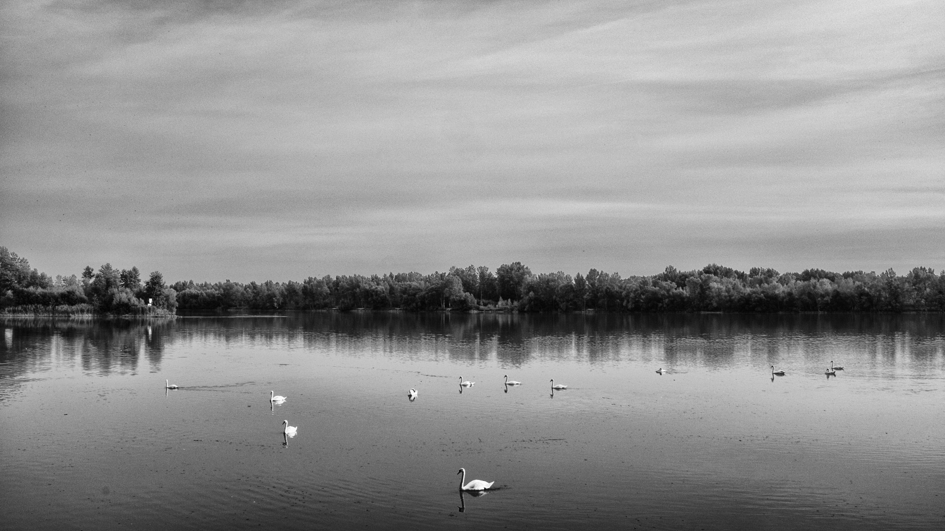 swan danube river analogue style free photo