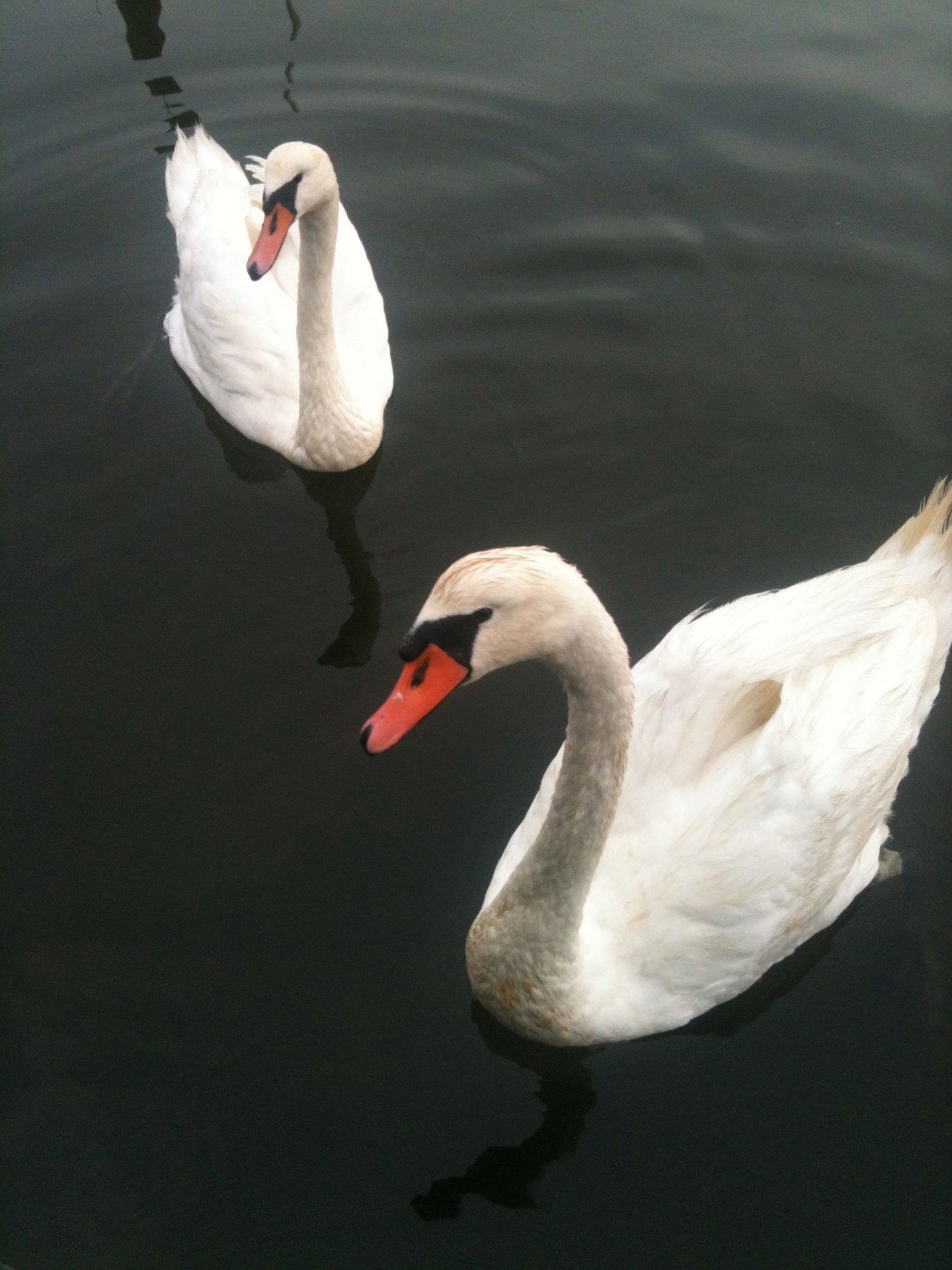 swan water swans on a pond free photo