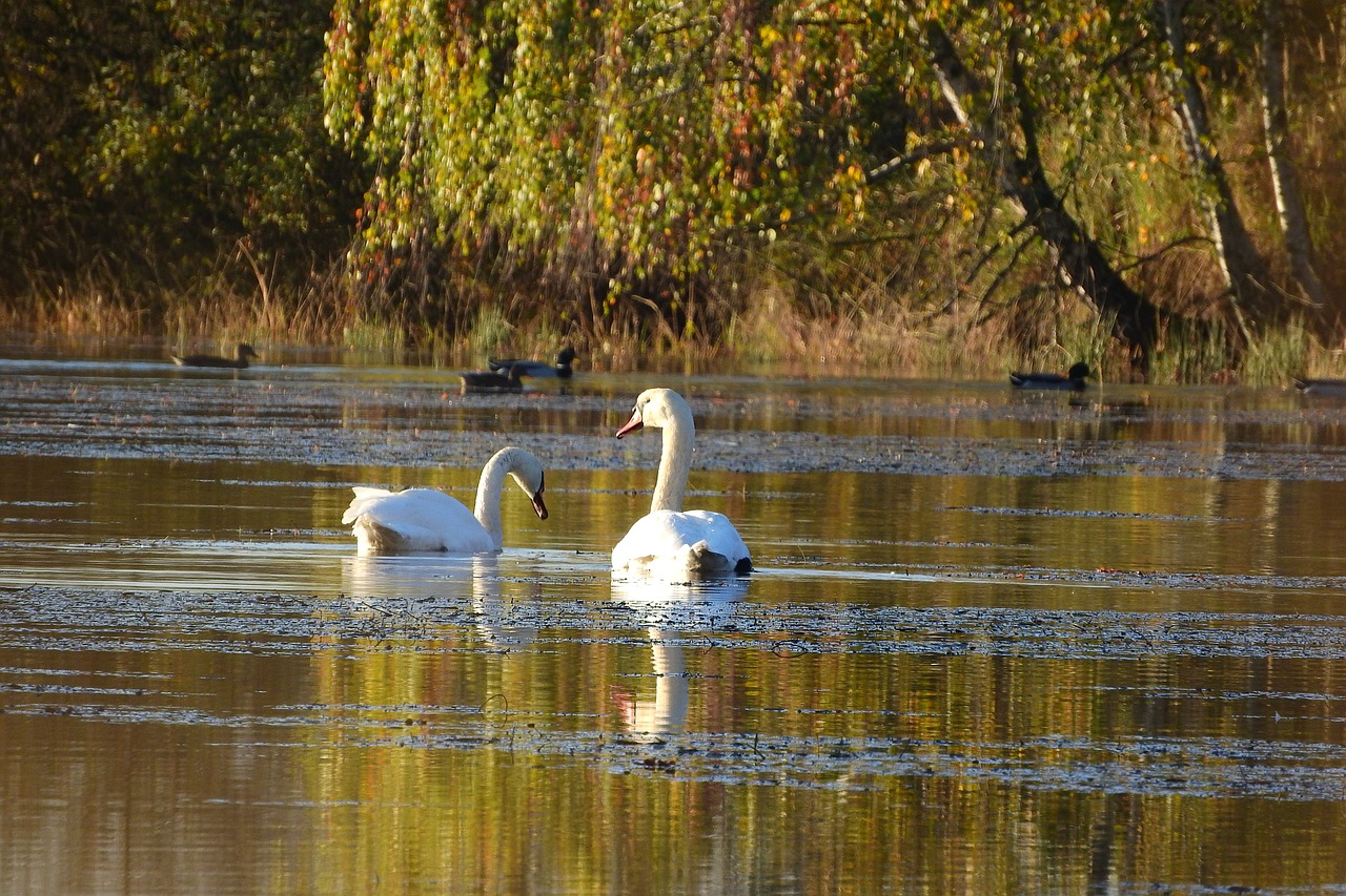 swans on the pond swan water-level free photo
