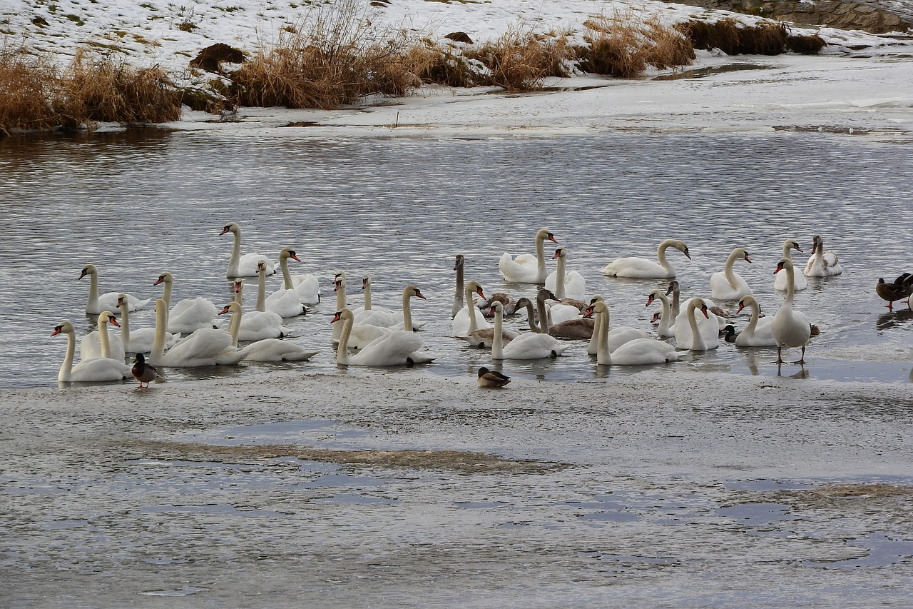 swans on the winter river  winter river  the river in winter free photo