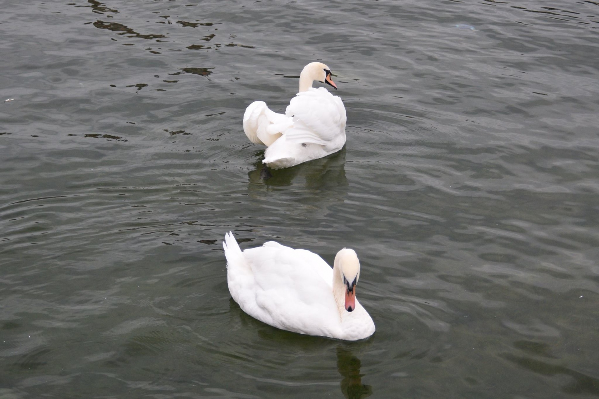 swans water swimming free photo