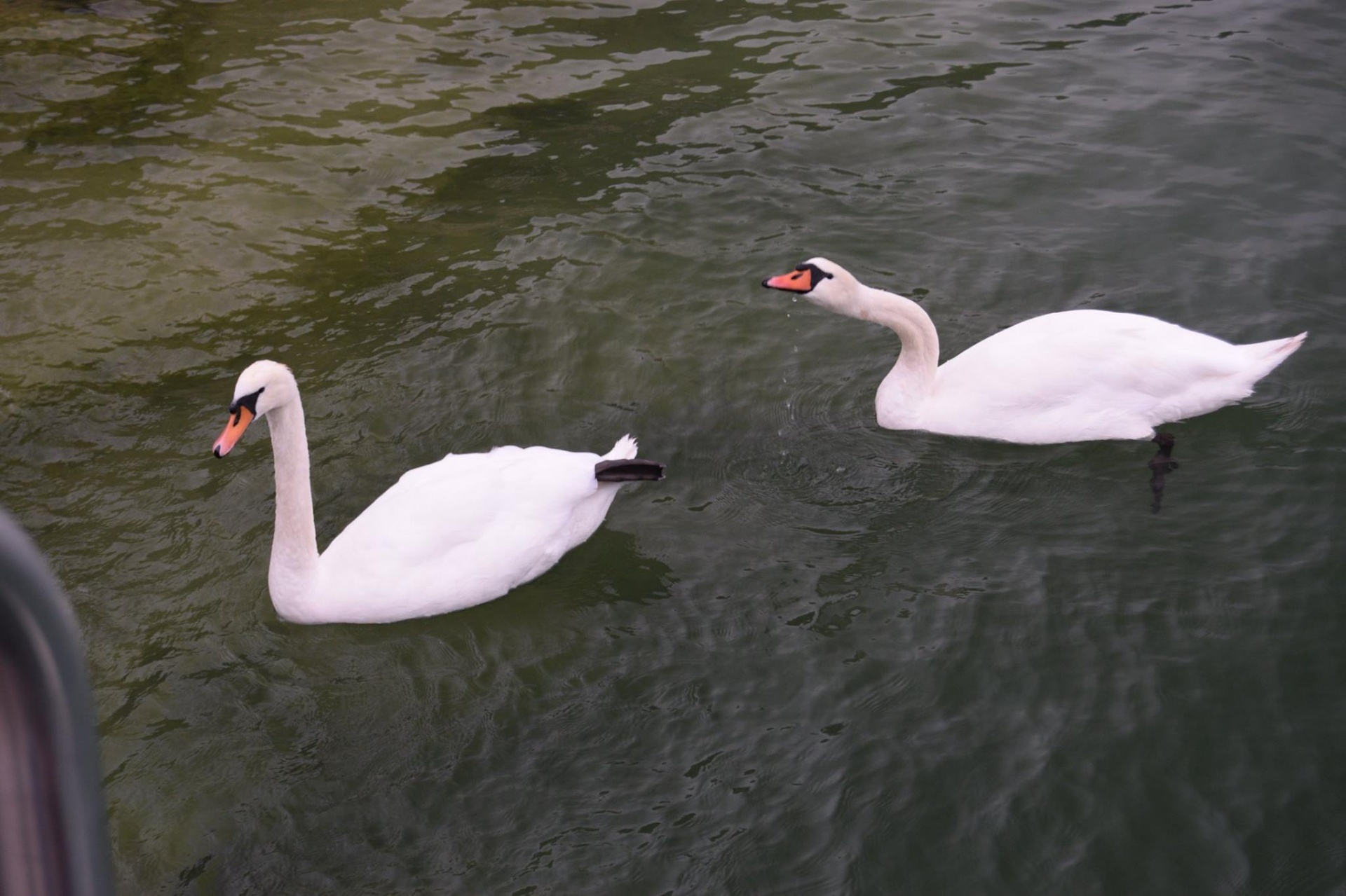 swans water birds free photo