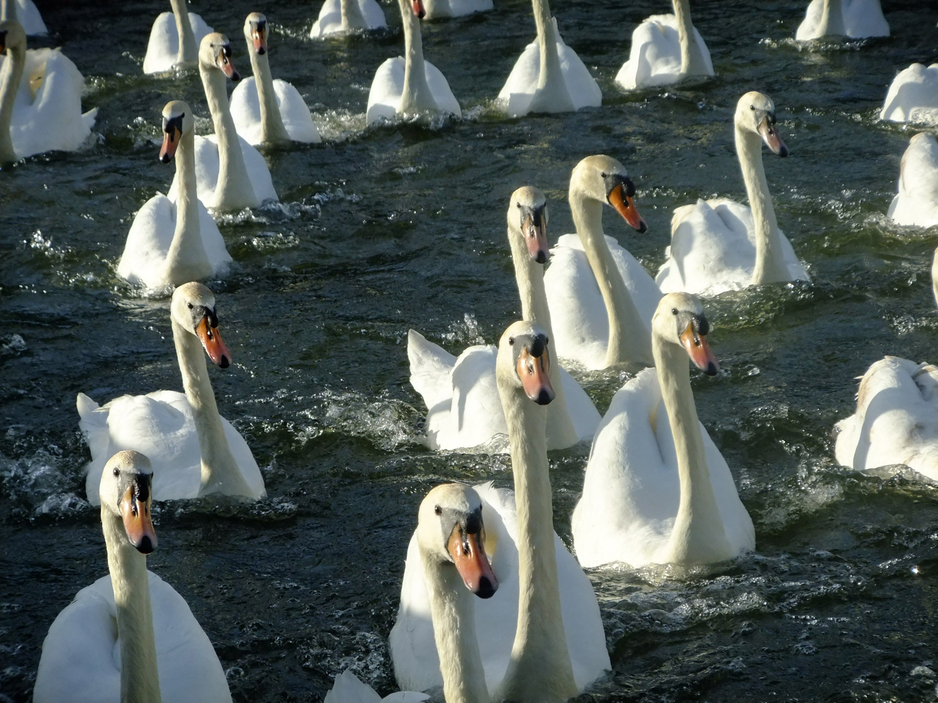 swan waterfowl river free photo