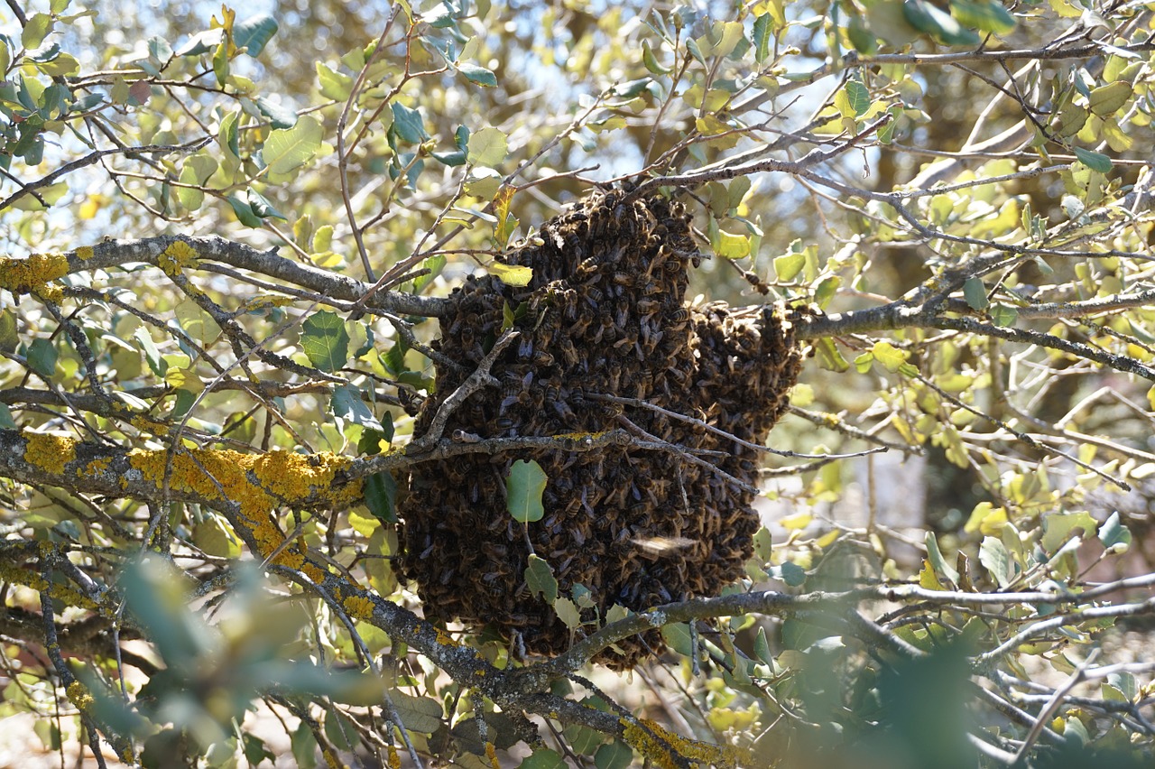 swarm bees beekeeping free photo