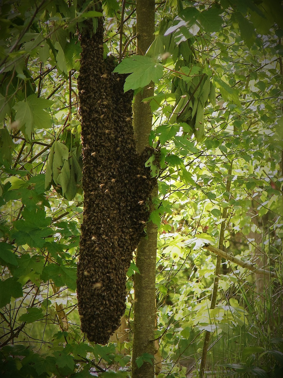 swarm the bees insect free photo