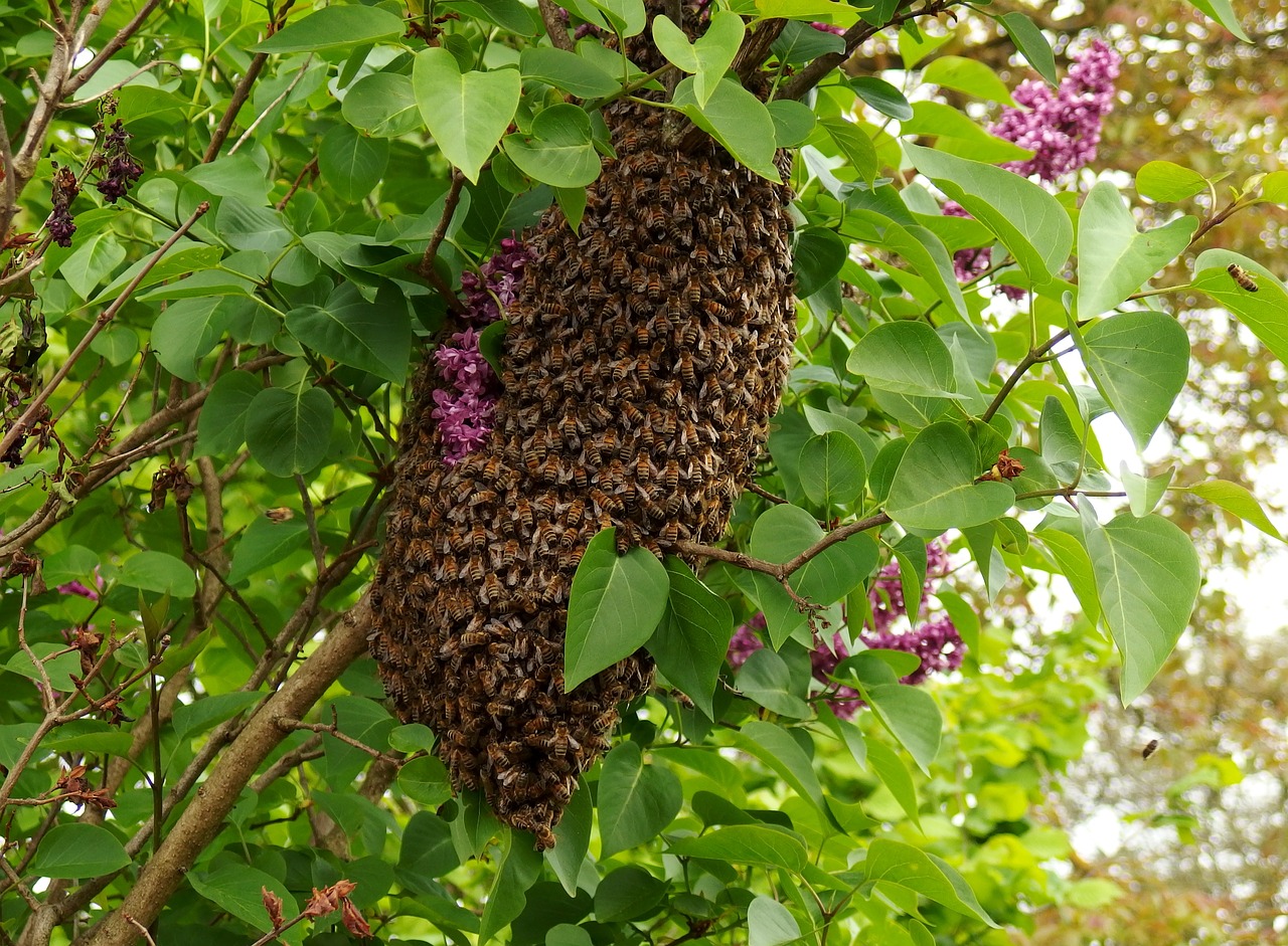 swarm may bees free photo