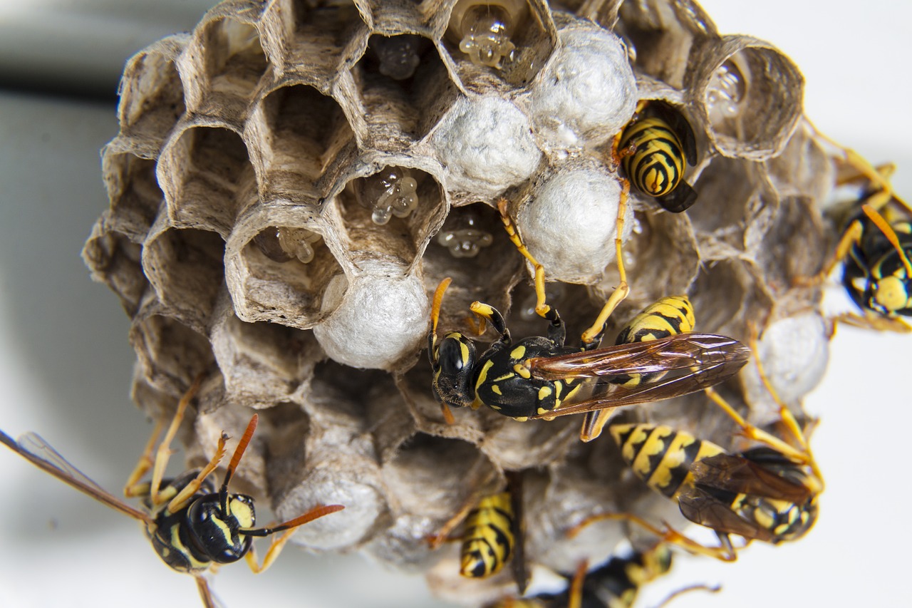 swarm wasps diaper free photo