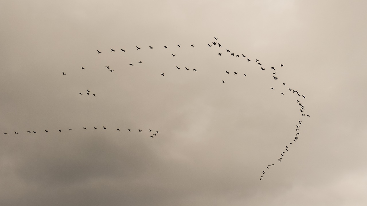 swarm flock birds free photo