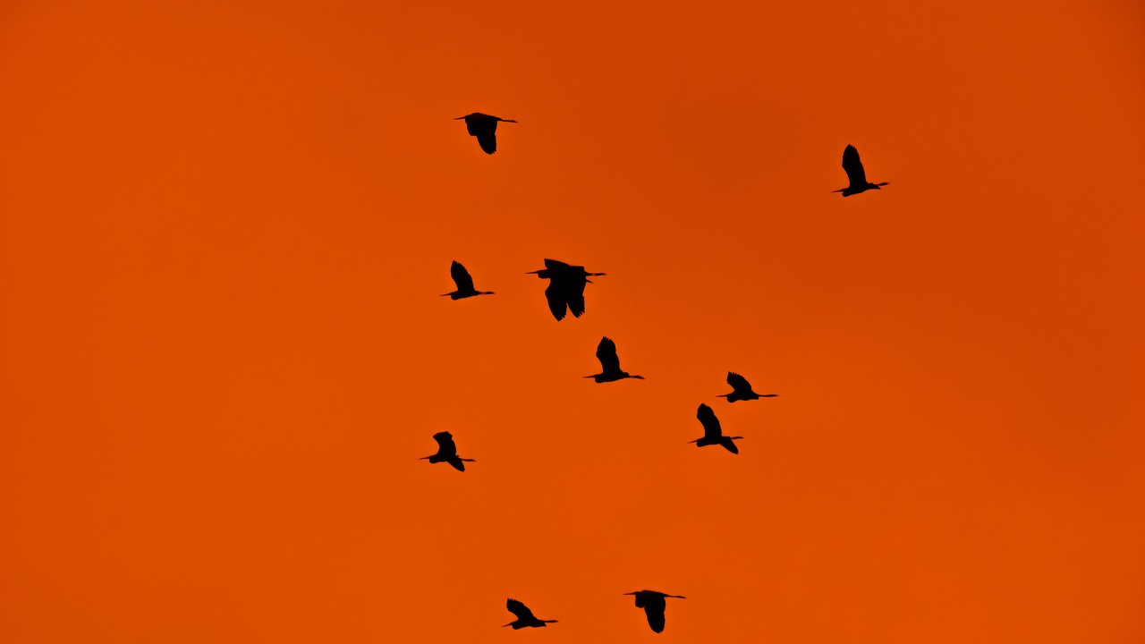 swarm flock birds free photo