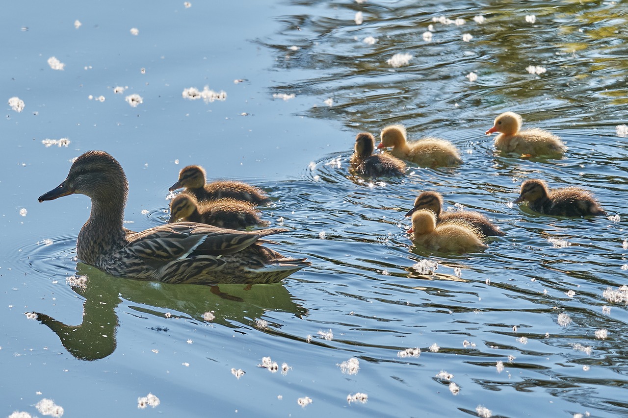 swarm sweet young animal free photo