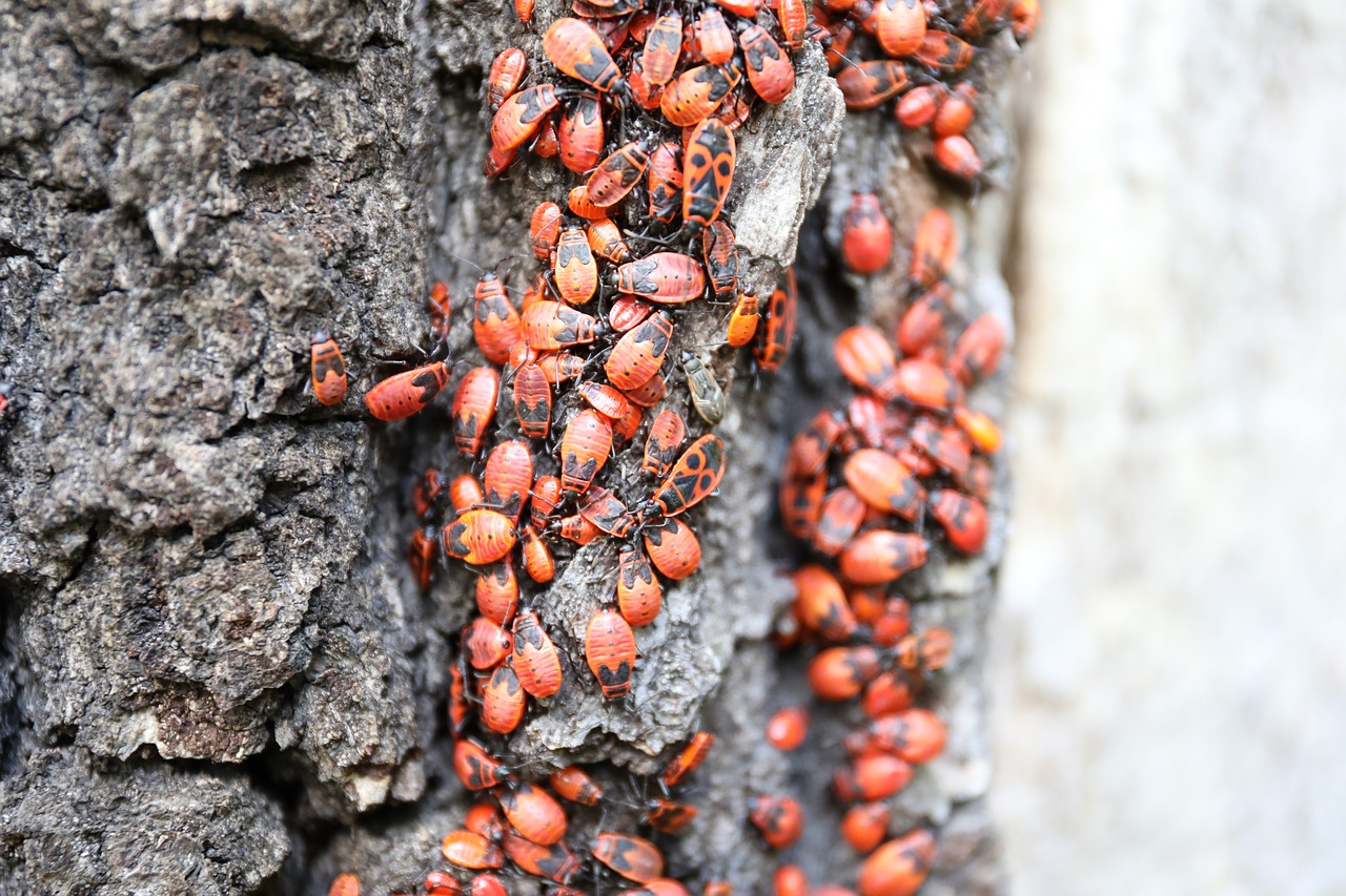 swarm nature bugs free photo