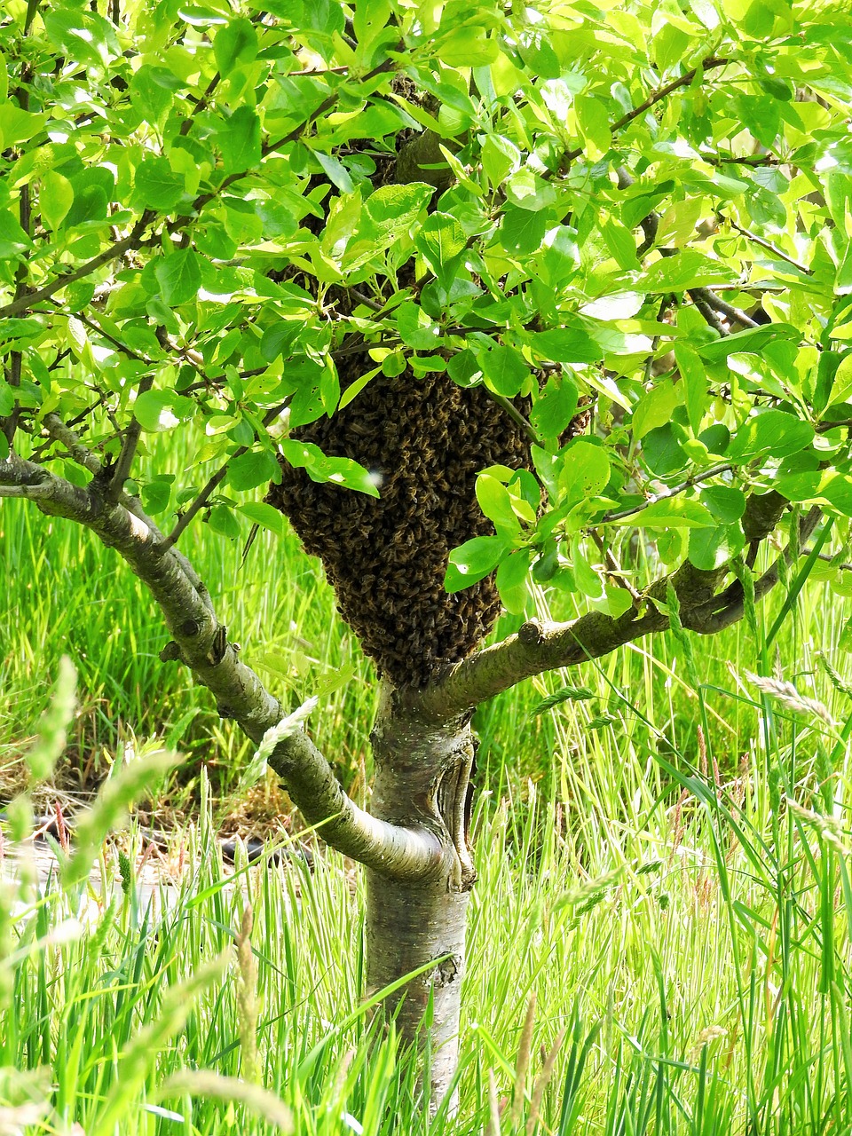 swarm plum tree bees free photo