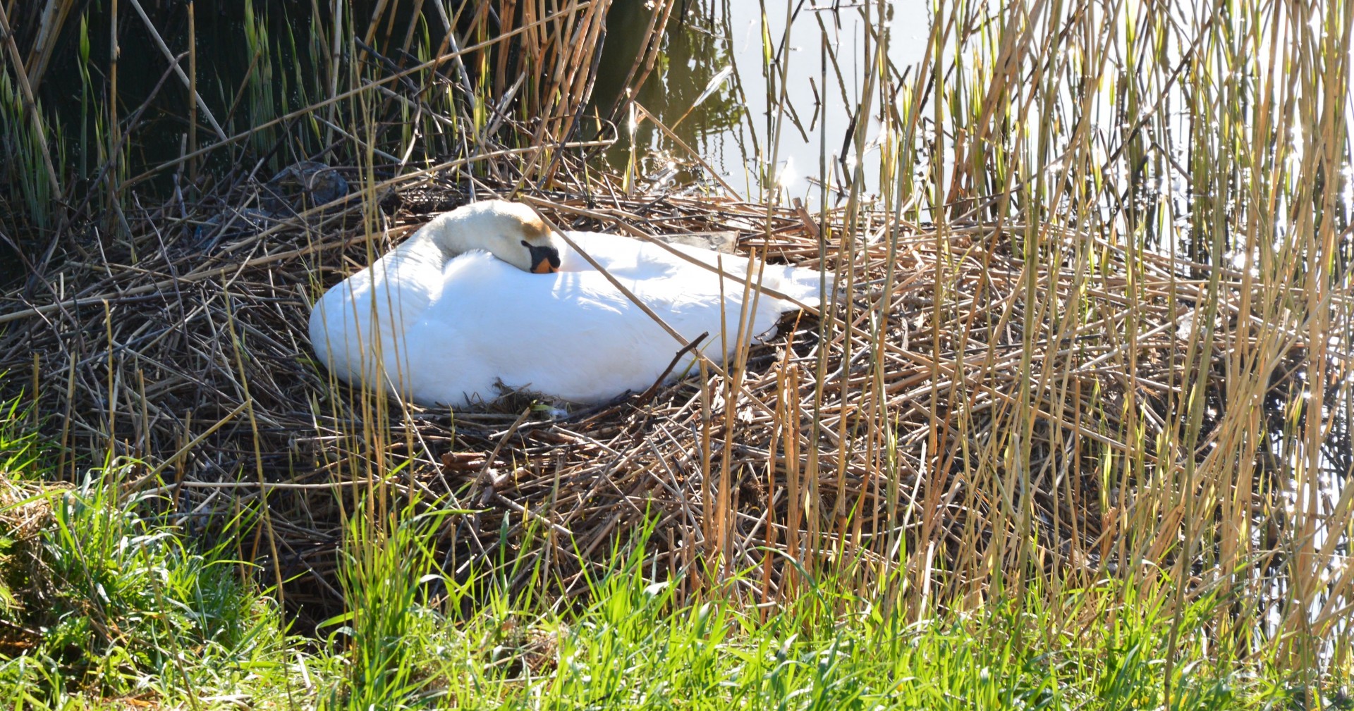 swan animal nature free photo