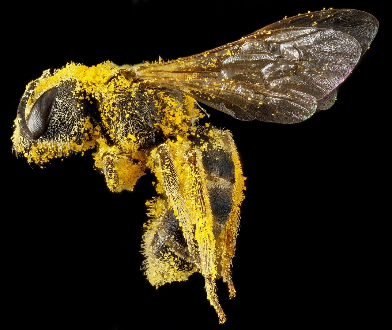 sweat bee pollen macro free photo