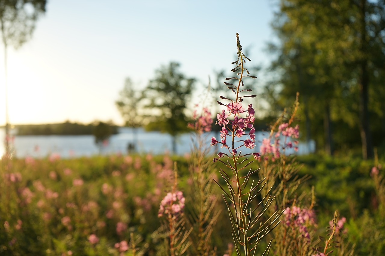 sweden sun sunset free photo