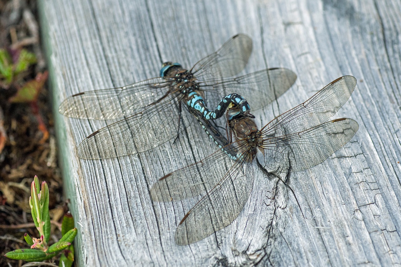 sweden fjäll dragonfly free photo