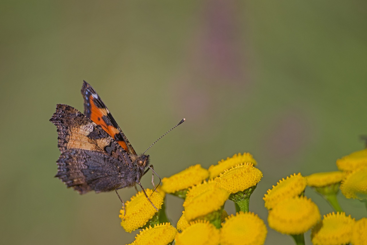 butterfly sweden fjäll free photo