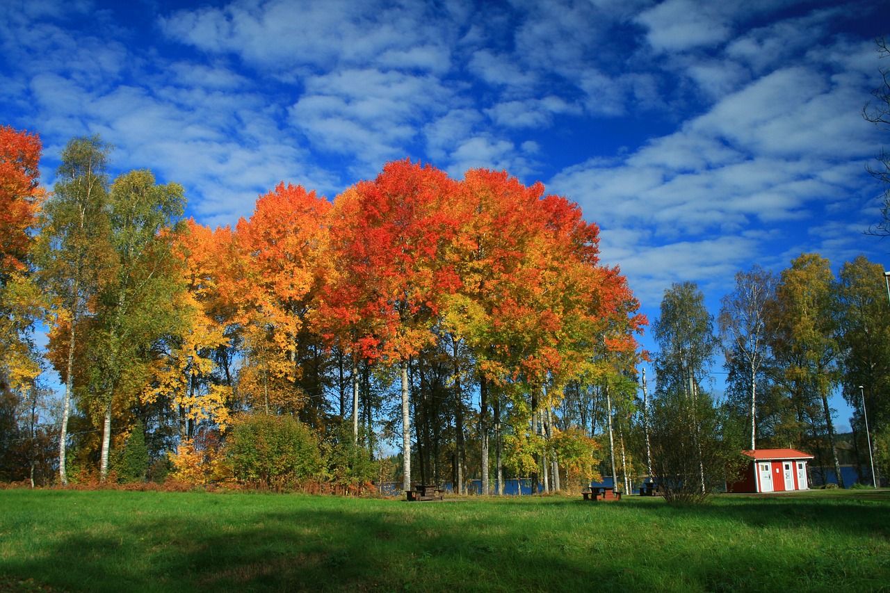 sweden autumn flower nature free photo