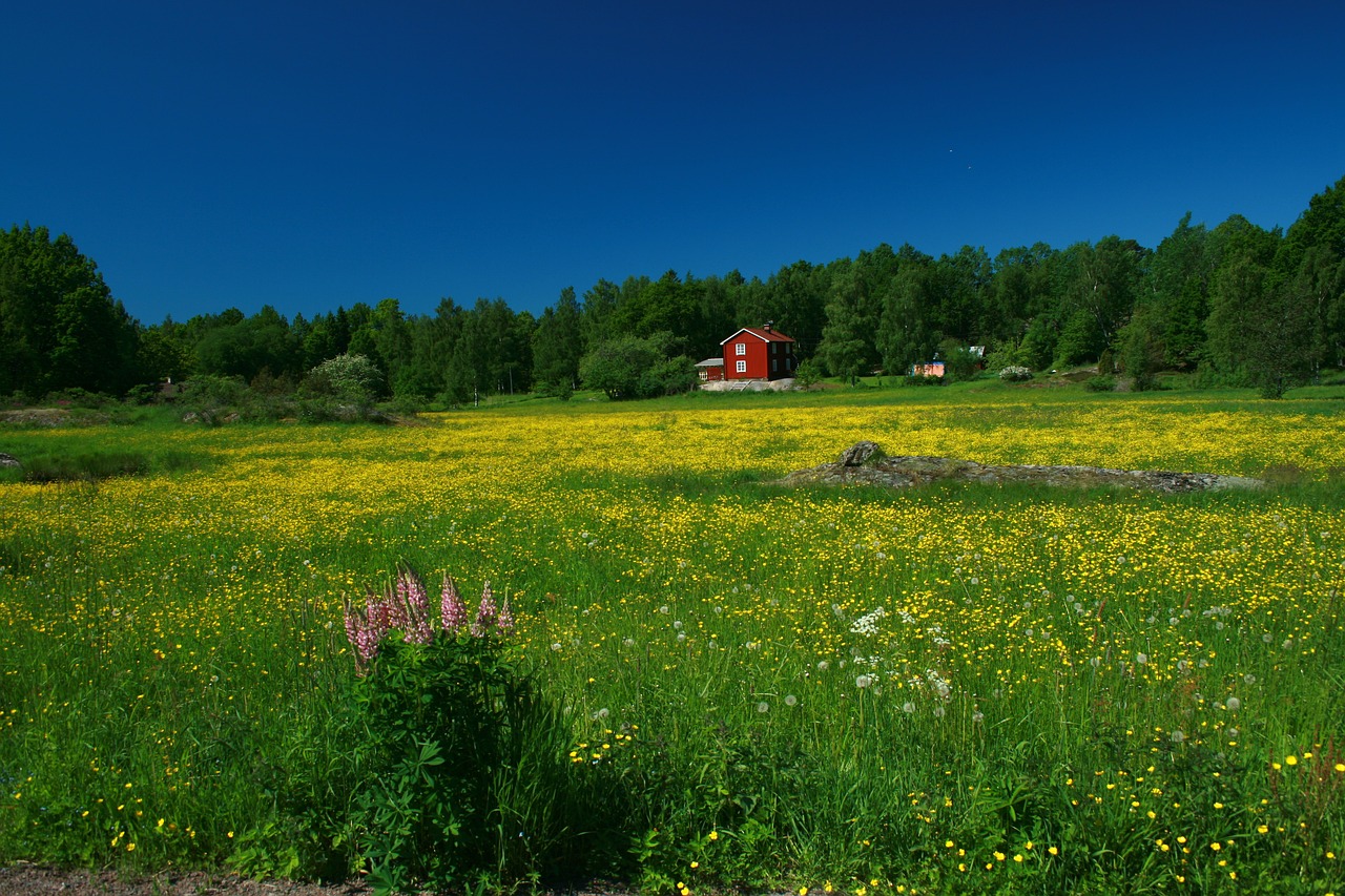 sweden meadow nature free photo