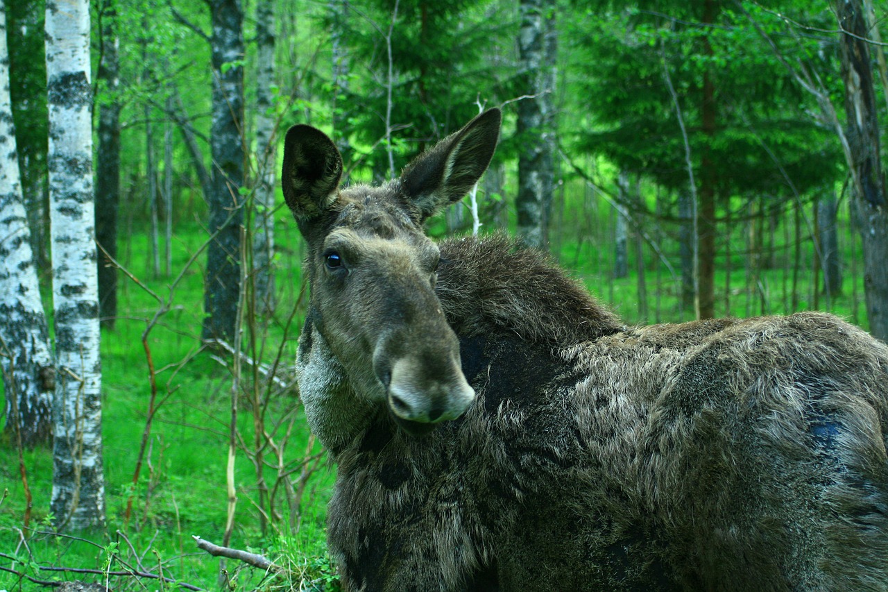 sweden mammal moose free photo