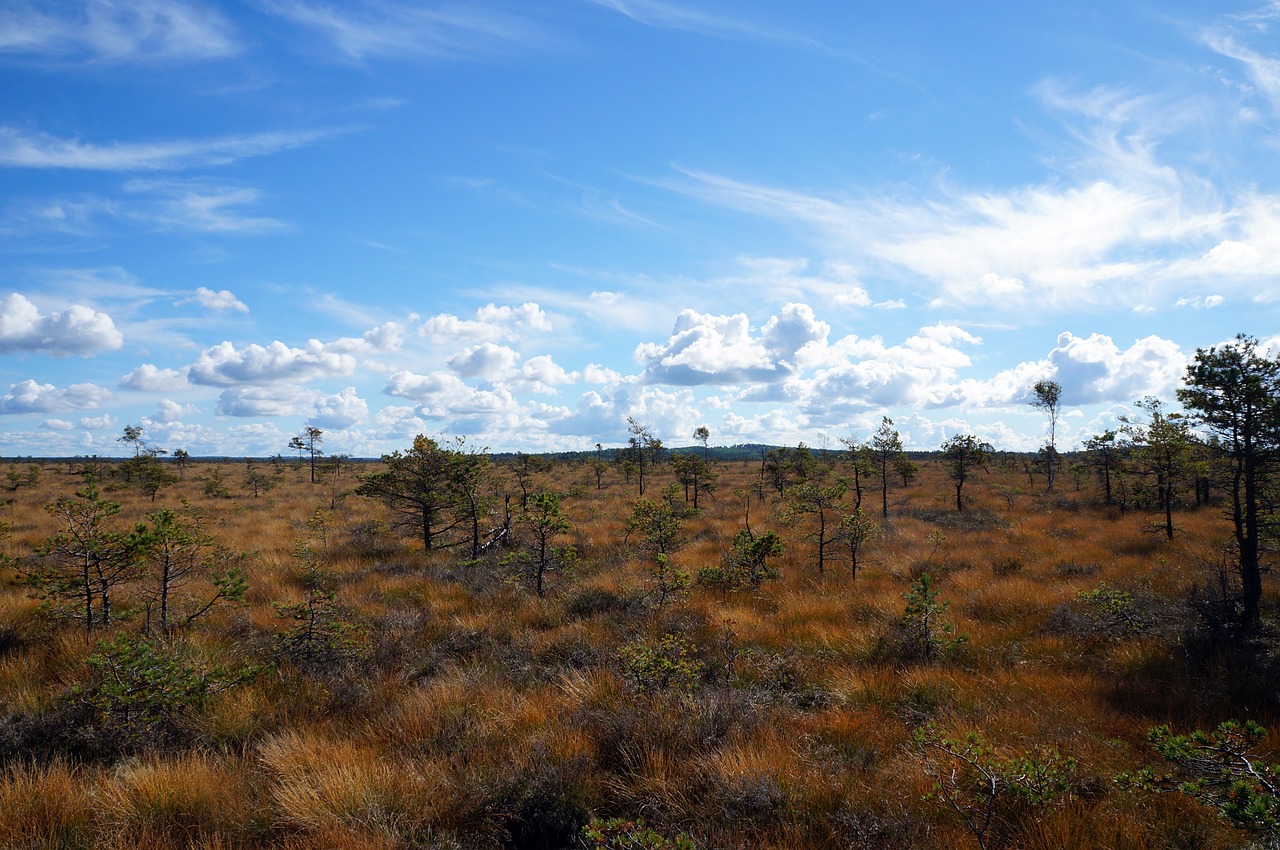 sweden nature landscape free photo