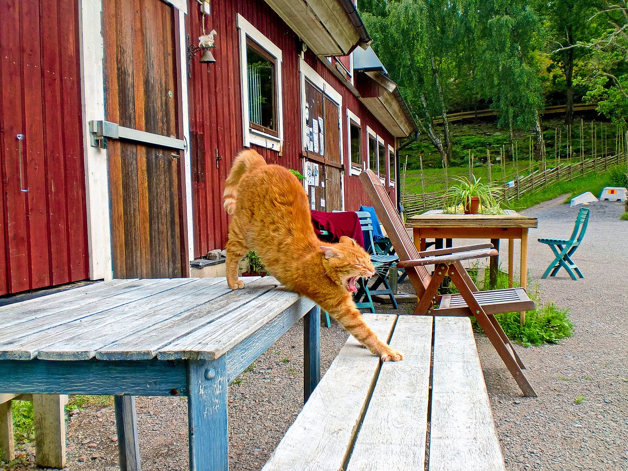 animals house bench free photo