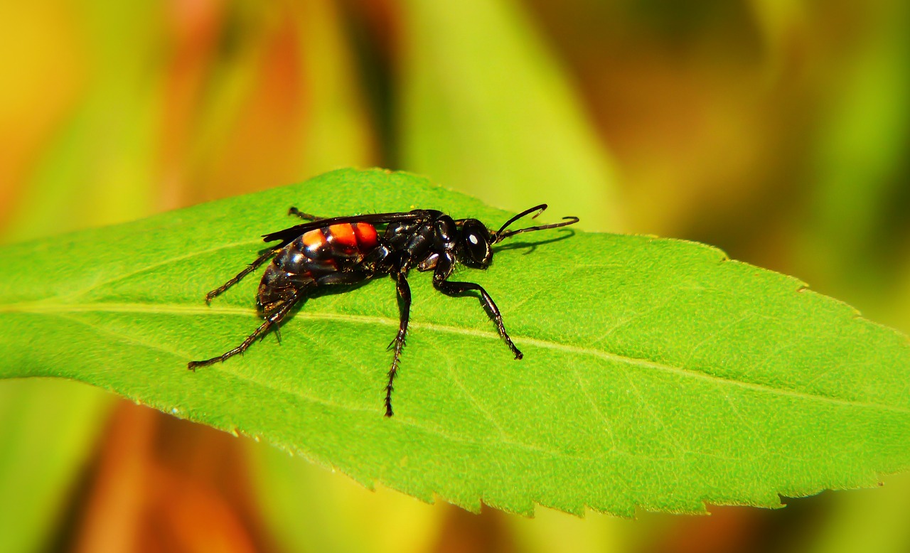 swędosz pajęczarz  insect  błonkówki free photo