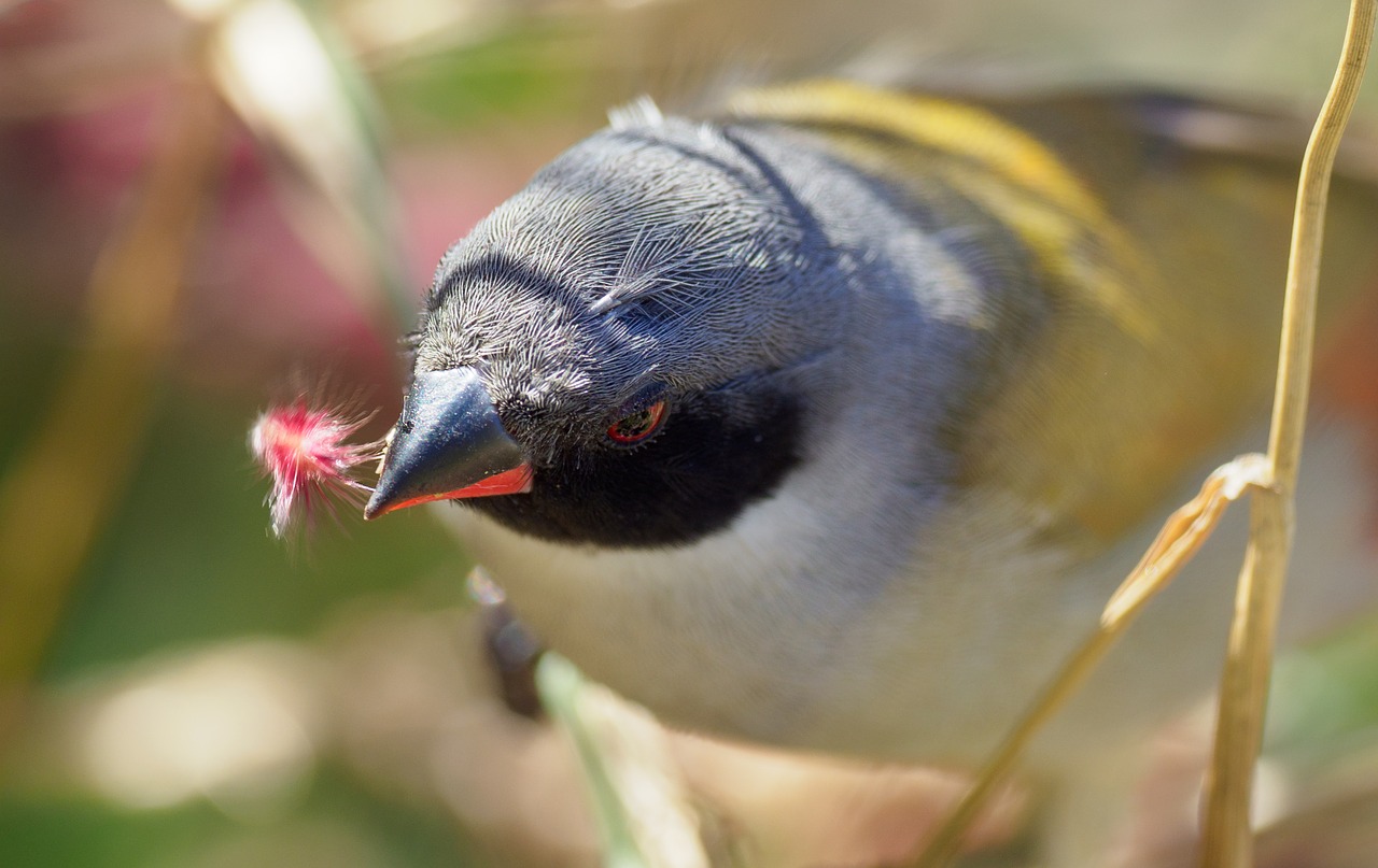 swee waxbill  bird  seed-eater free photo