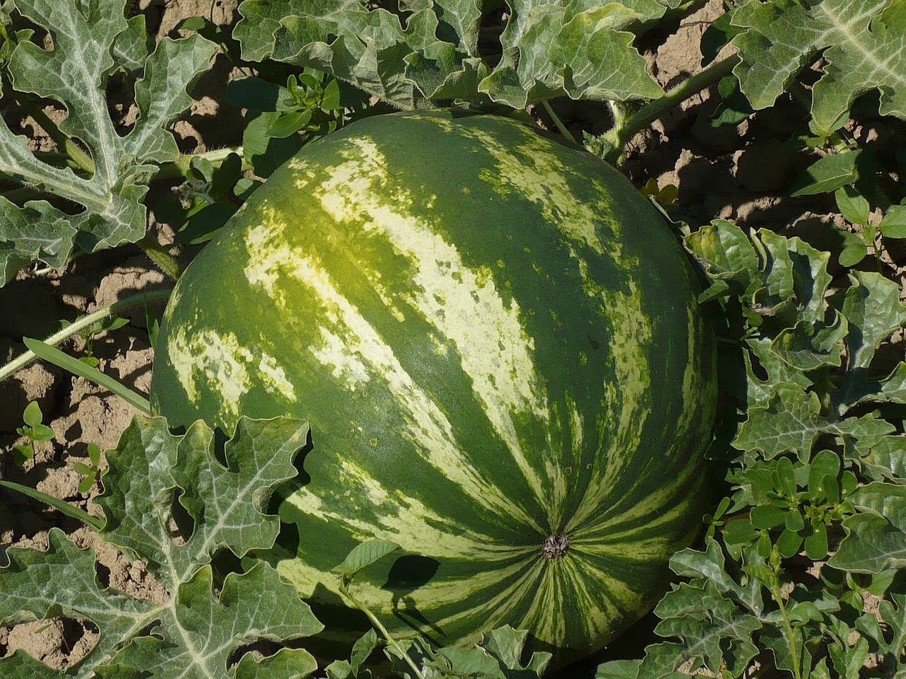 sweet melon water free photo