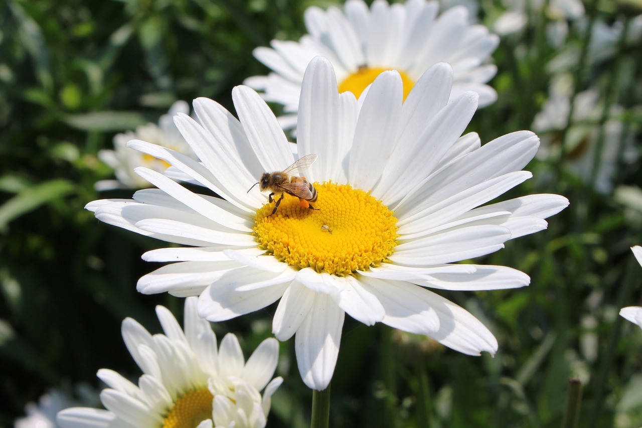 sweet  flower  daisy free photo