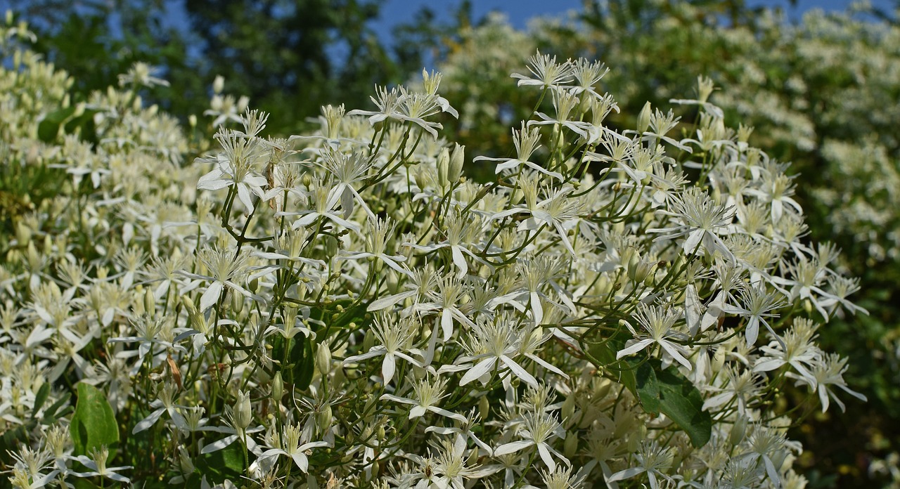 sweet autumn clematis flower blossom free photo