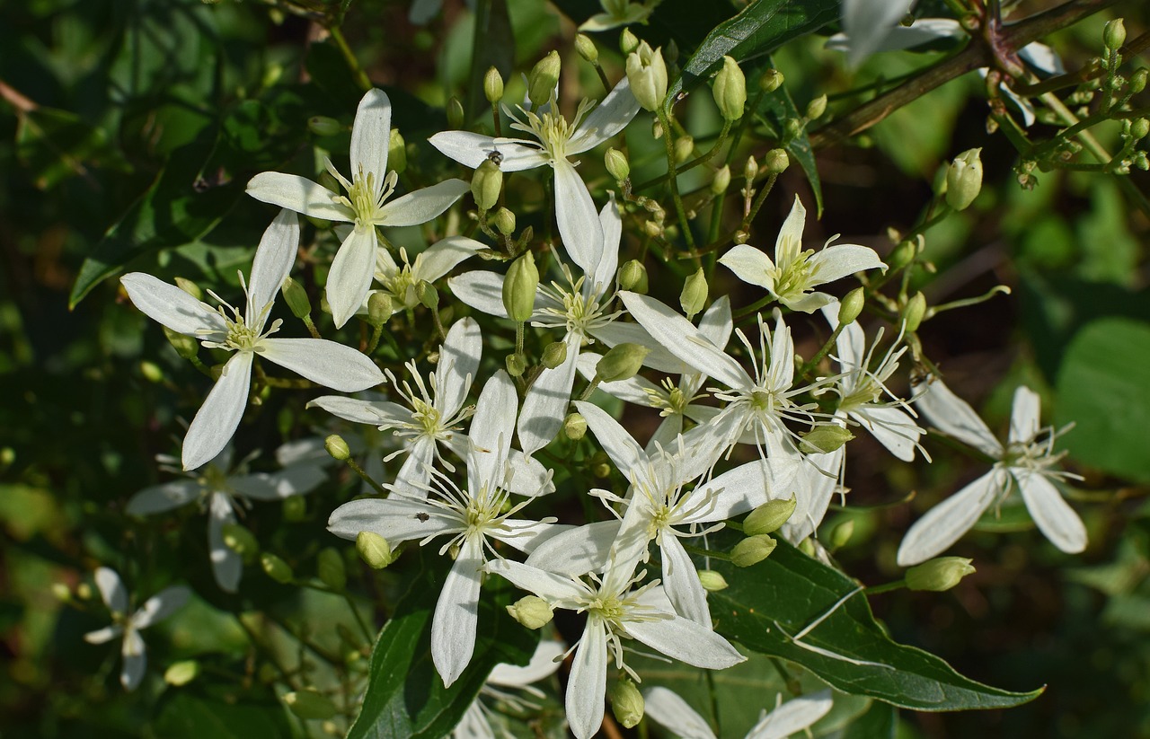 sweet autumn clematis flower blossom free photo