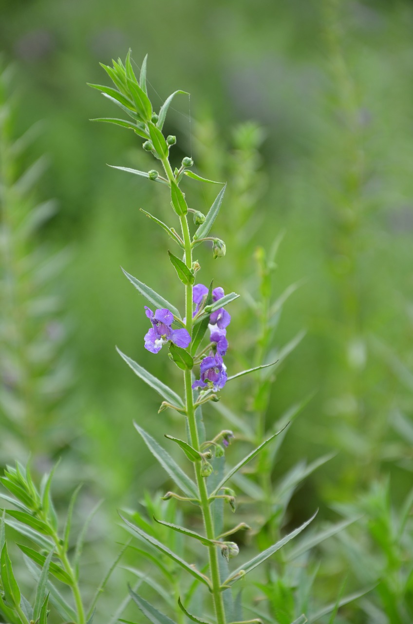 sweet birds green plants purple flowers free photo