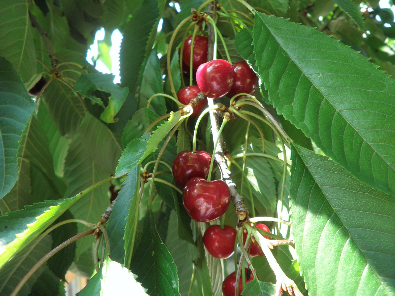 sweet cherry ripe red fruit free photo