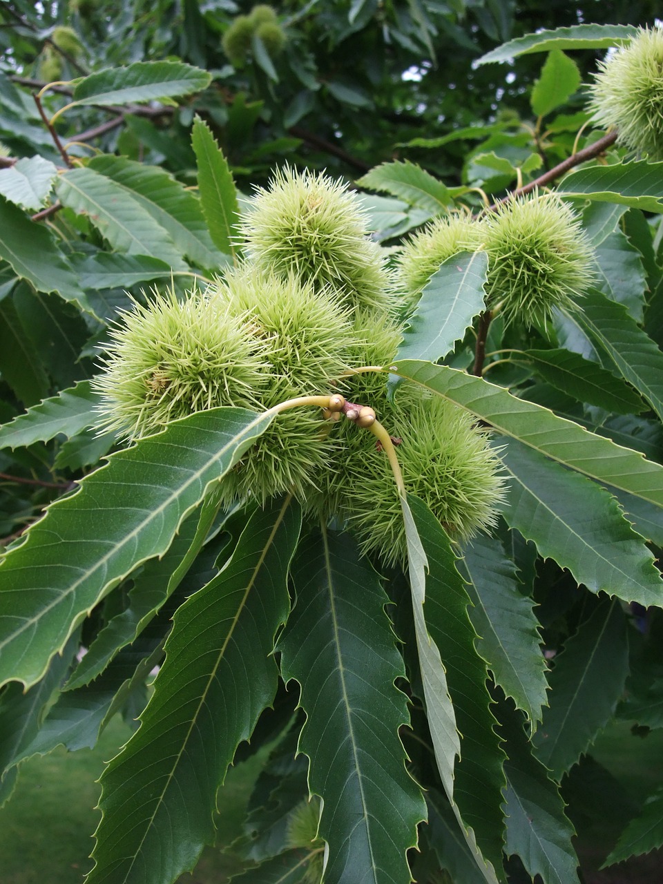 sweet chestnut  tree  park free photo