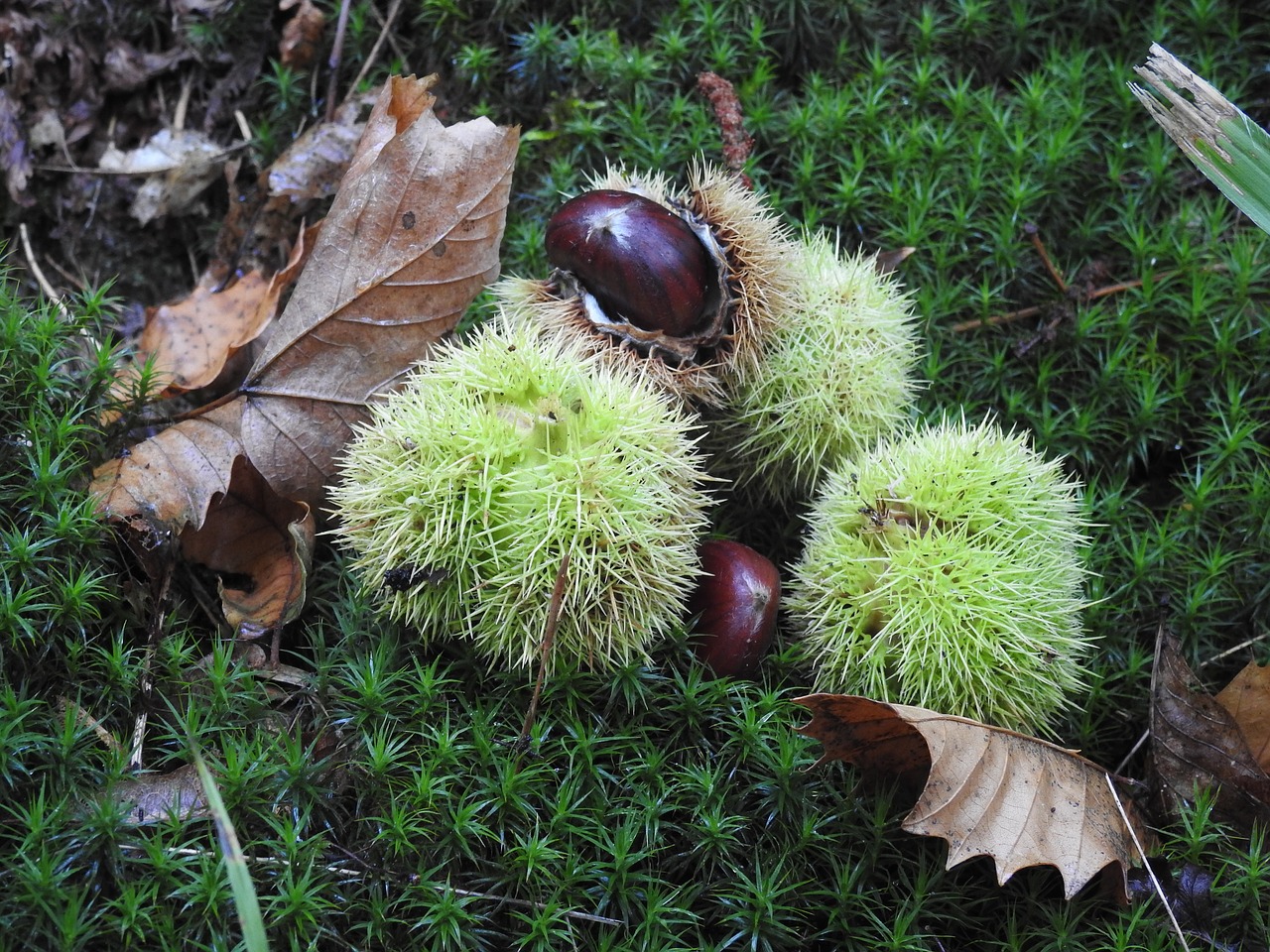 sweet chestnuts leaves autumn free photo
