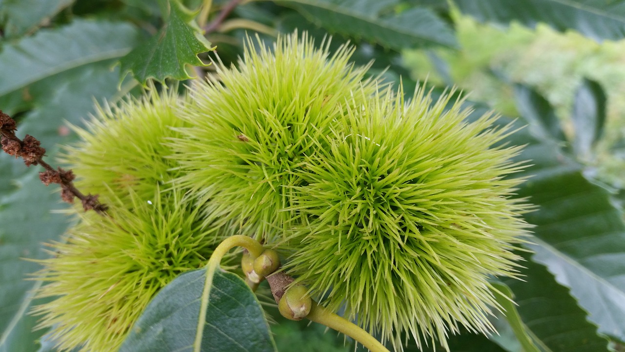 sweet chestnuts chestnuts tree free photo
