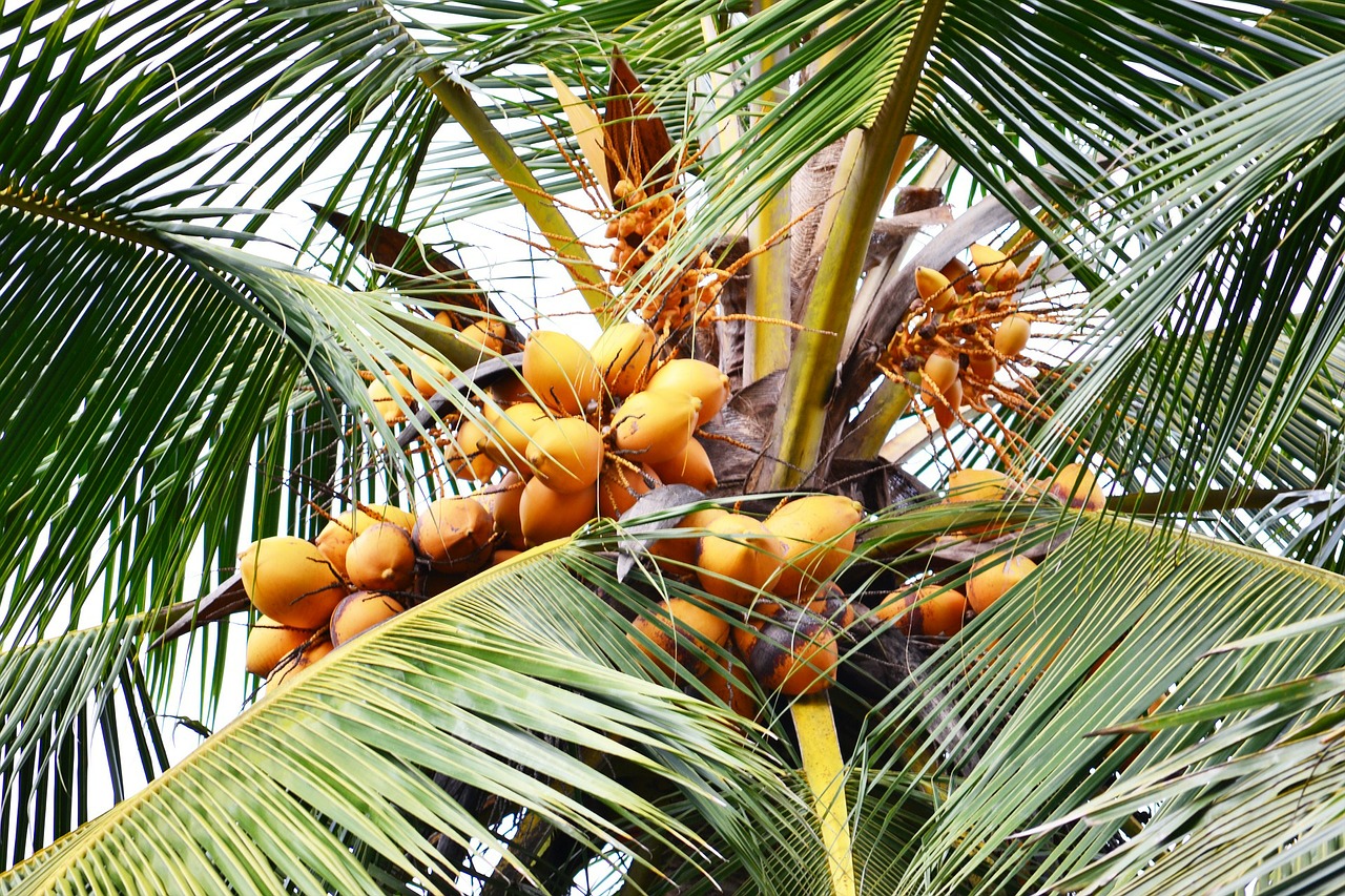 sweet coconut orange coconut coconut free photo
