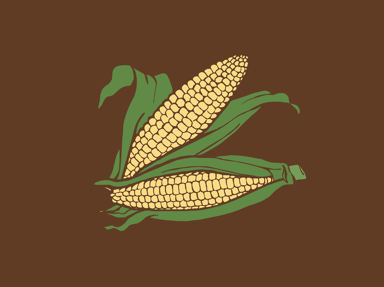 sweet corn corn maize free photo