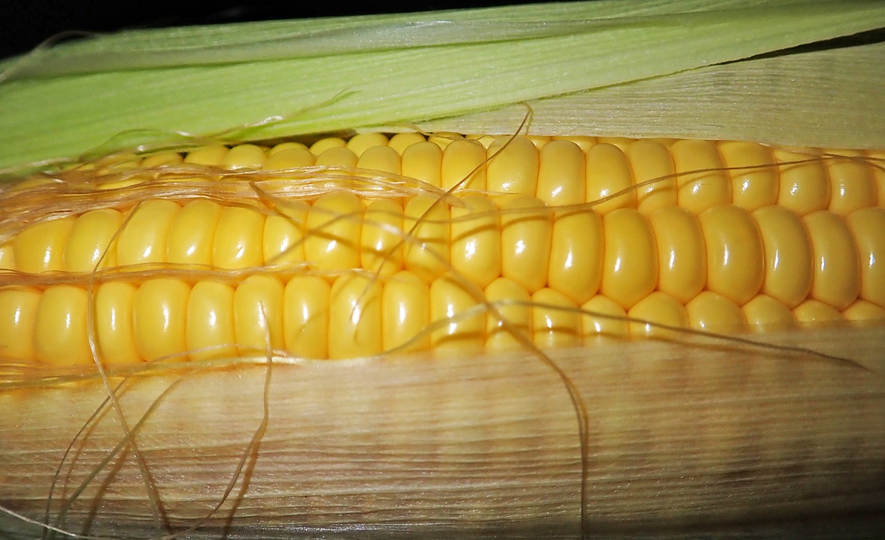 sweet corn  vegetable  healthy free photo