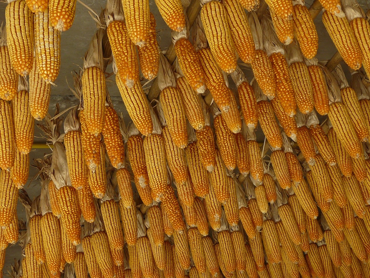 sweet corn corn yellow free photo