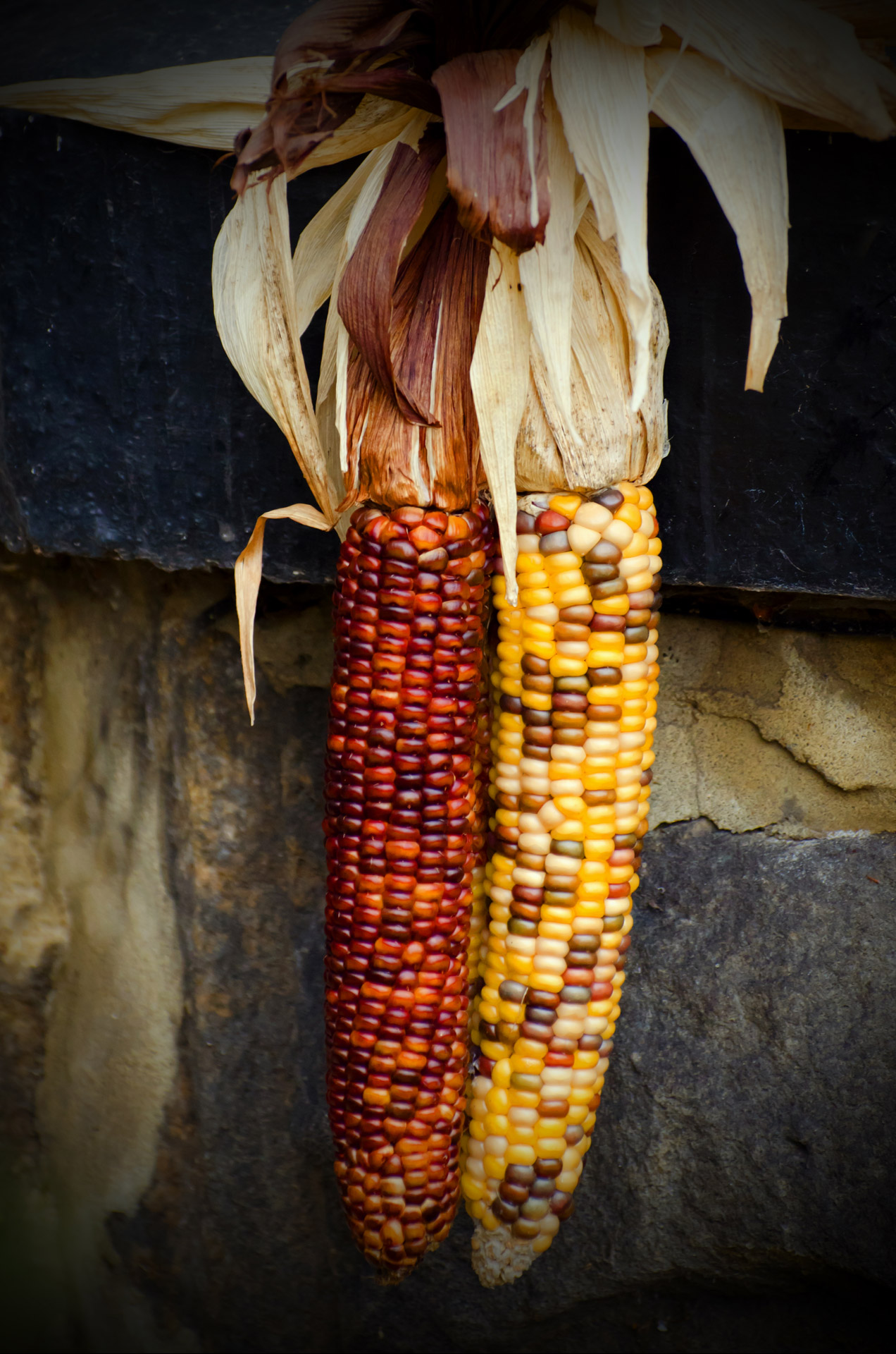 corn cob sweet free photo