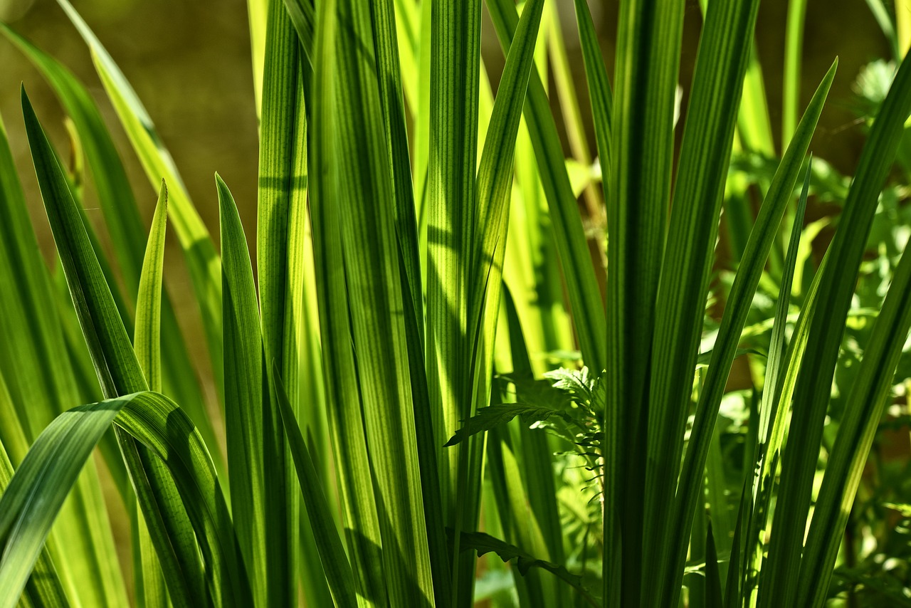 sweet flag  beewort  calamus root free photo