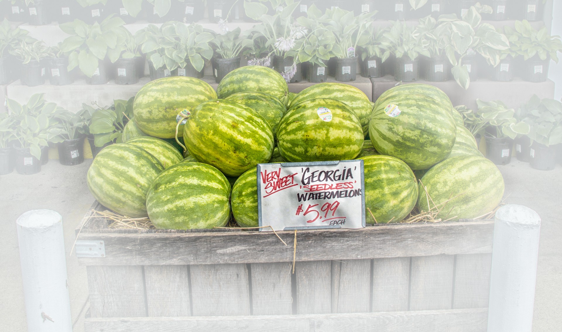 watermelons fruit stand fruit free photo
