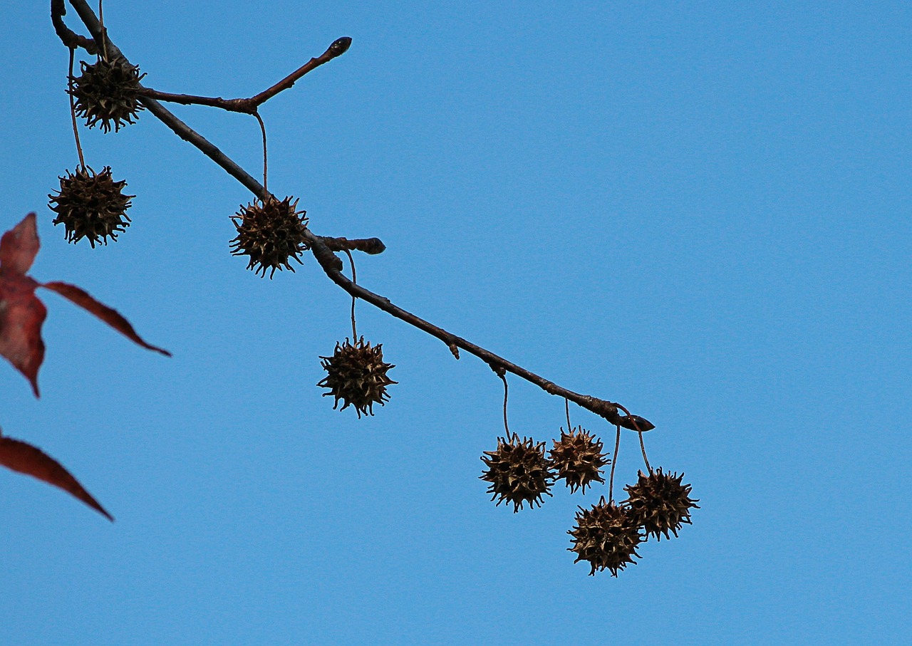 sweet gum tree spiky ball limb free photo