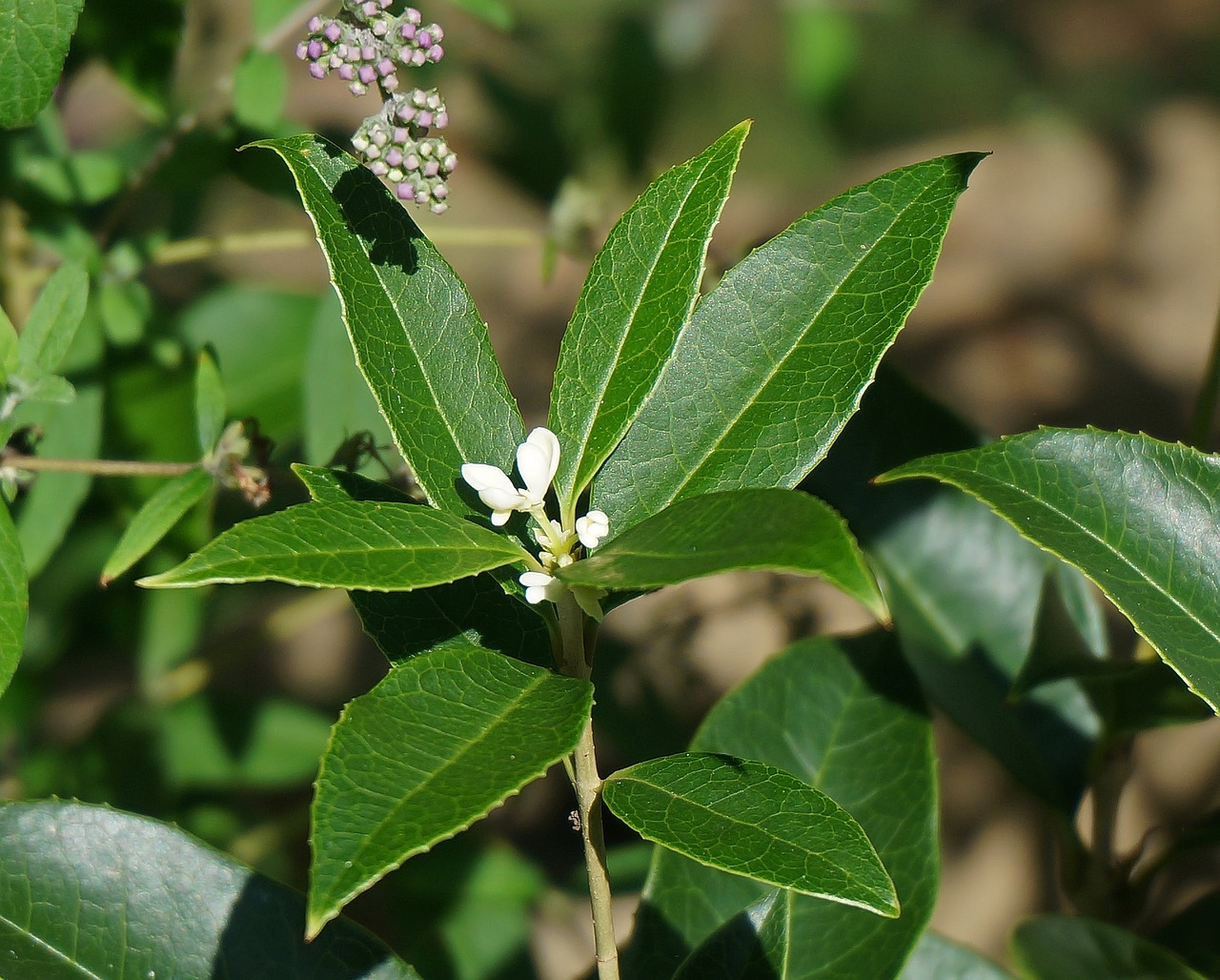 sweet olive blossoms sweet olive flower free photo