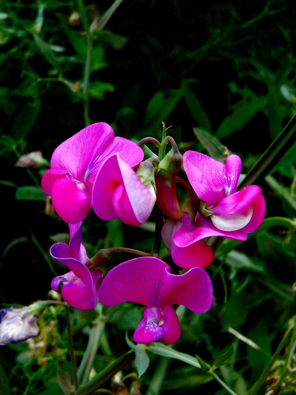 sweet pea wildflowers flower free photo