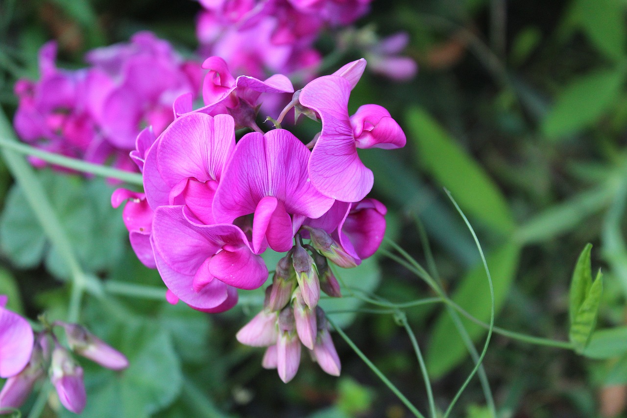 sweet pea scented ornamental plants garden free photo