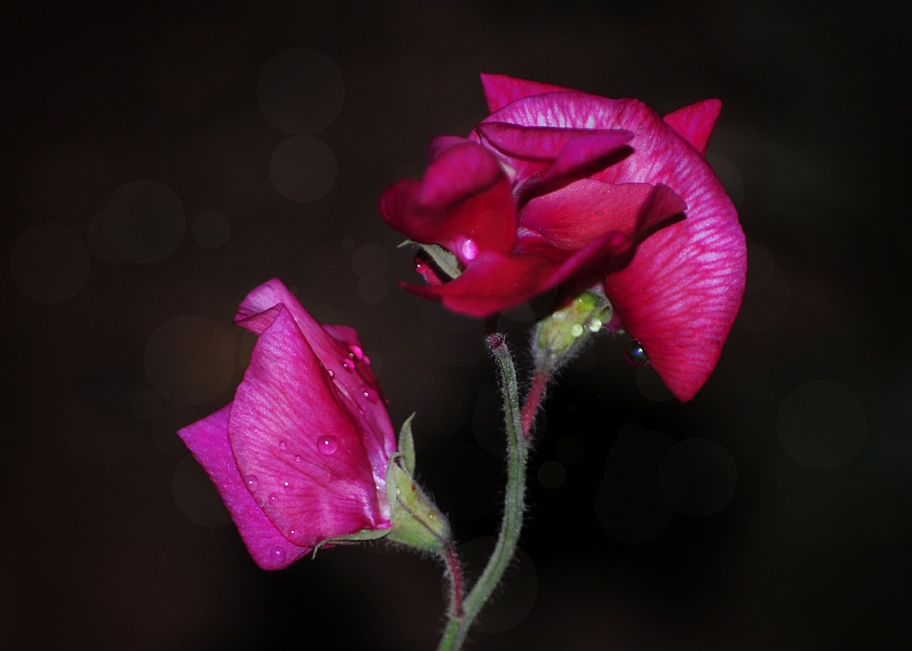 sweet peas flowers garden free photo