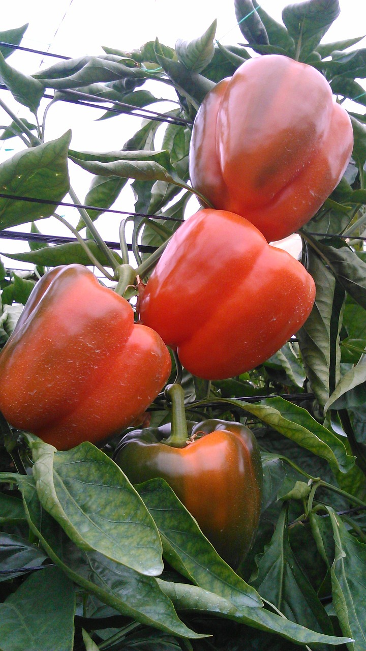 sweet pepper greenhouse almería free photo